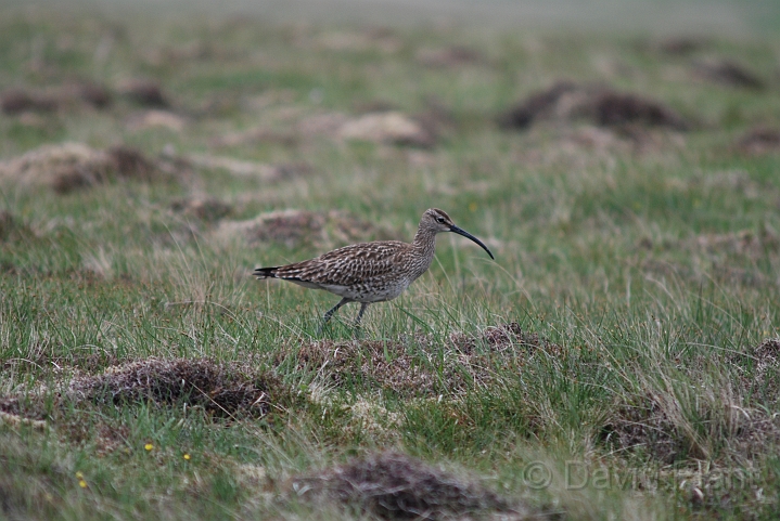 Whimbrel - A.JPG - Whimbrel - Shetland Islands